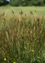 Carex davalliana Sm. attēls