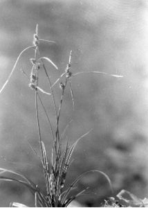Carex demissa Hornem. attēls