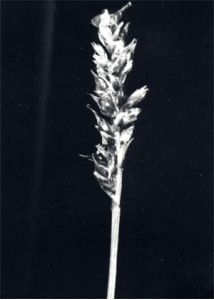 Carex diandra Schrank attēls