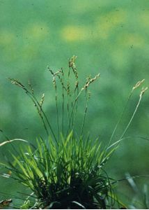 Carex digitata L. attēls