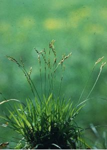 Carex digitata L. attēls