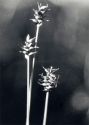 Carex dioica L. attēls