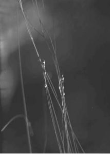 Carex disperma Dewey attēls