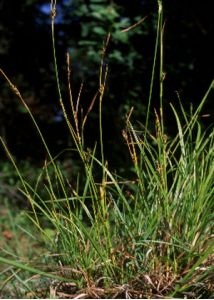 Carex distans L. attēls