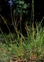 Carex distans L. attēls