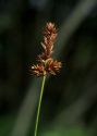 Carex disticha Huds. attēls