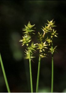 Carex echinata Murray attēls