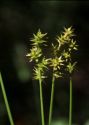 Carex echinata Murray attēls