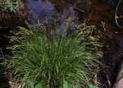 Carex elongata L. attēls