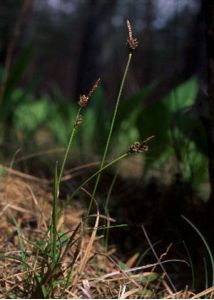 Carex ericetorum Pollich attēls