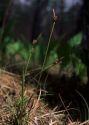 Carex ericetorum Pollich attēls