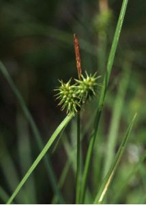 Carex flava L. s.str. attēls