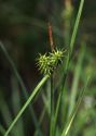 Carex flava L. s.str. attēls