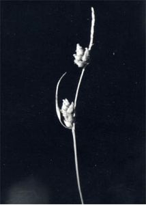 Carex globularis L. attēls