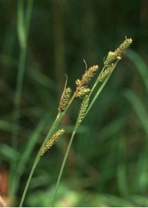 Carex hartmanii Cajander attēls