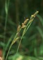 Carex hartmanii Cajander attēls
