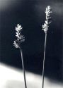 Carex heleonastes Ehrh. attēls