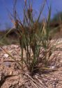 Carex hirta L. attēls