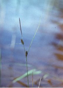 Carex lasiocarpa Ehrh. attēls