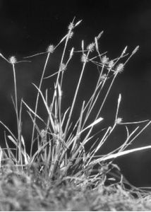 Carex lepidocarpa Tausch attēls