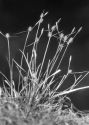 Carex lepidocarpa Tausch attēls