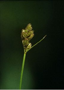 Carex leporina L. attēls