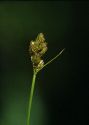 Carex leporina L. attēls