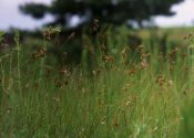 Carex ligerica J.Gay attēls