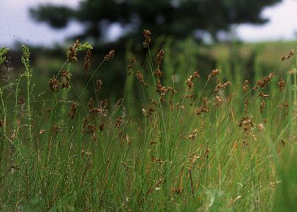 Carex ligerica J.Gay attēls