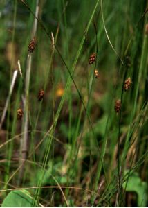 Carex limosa L. attēls