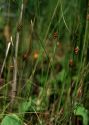 Carex limosa L. attēls