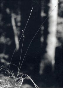 Carex loliacea L. attēls