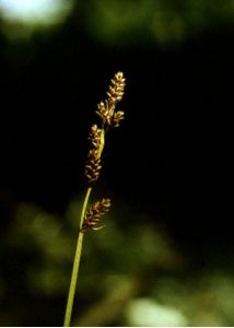 Carex mackenziei V.I.Krecz. attēls