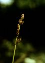 Carex mackenziei V.I.Krecz. attēls