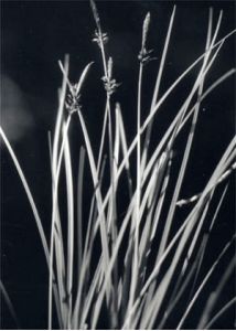 Carex montana L. attēls