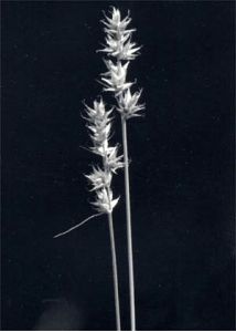 Carex muricata L. attēls