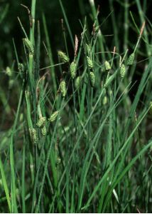 Carex nigra (L.) Reichard attēls