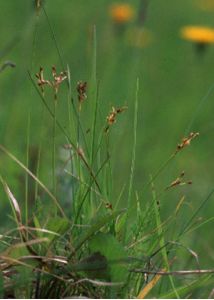 Carex ornithopoda Willd. attēls
