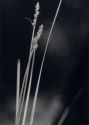 Carex otrubae Podp. attēls