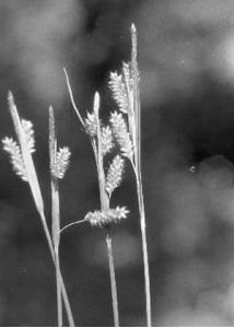 Carex pallescens L. attēls