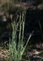 Carex panicea L. attēls