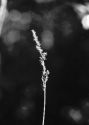 Carex paniculata L. attēls
