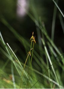 Carex pauciflora Lightf. attēls