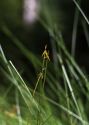 Carex pauciflora Lightf. attēls