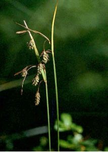 Carex paupercula Michx. attēls