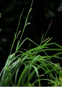 Carex pilosa Scop. attēls