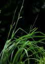 Carex pilosa Scop. attēls