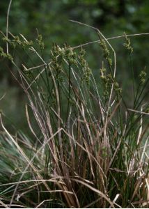 Carex pilulifera L. attēls