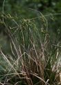 Carex pilulifera L. attēls