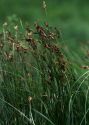 Carex praecox Schreb. attēls